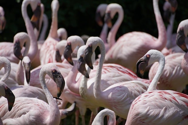 Flamingo-fascination: Hvordan skærer og brænder kunstnere de elegante fugle ud?