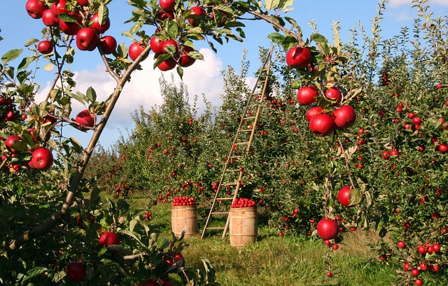 Fra gammeldags til moderne: En historisk rejse gennem æbleskrællernes udvikling